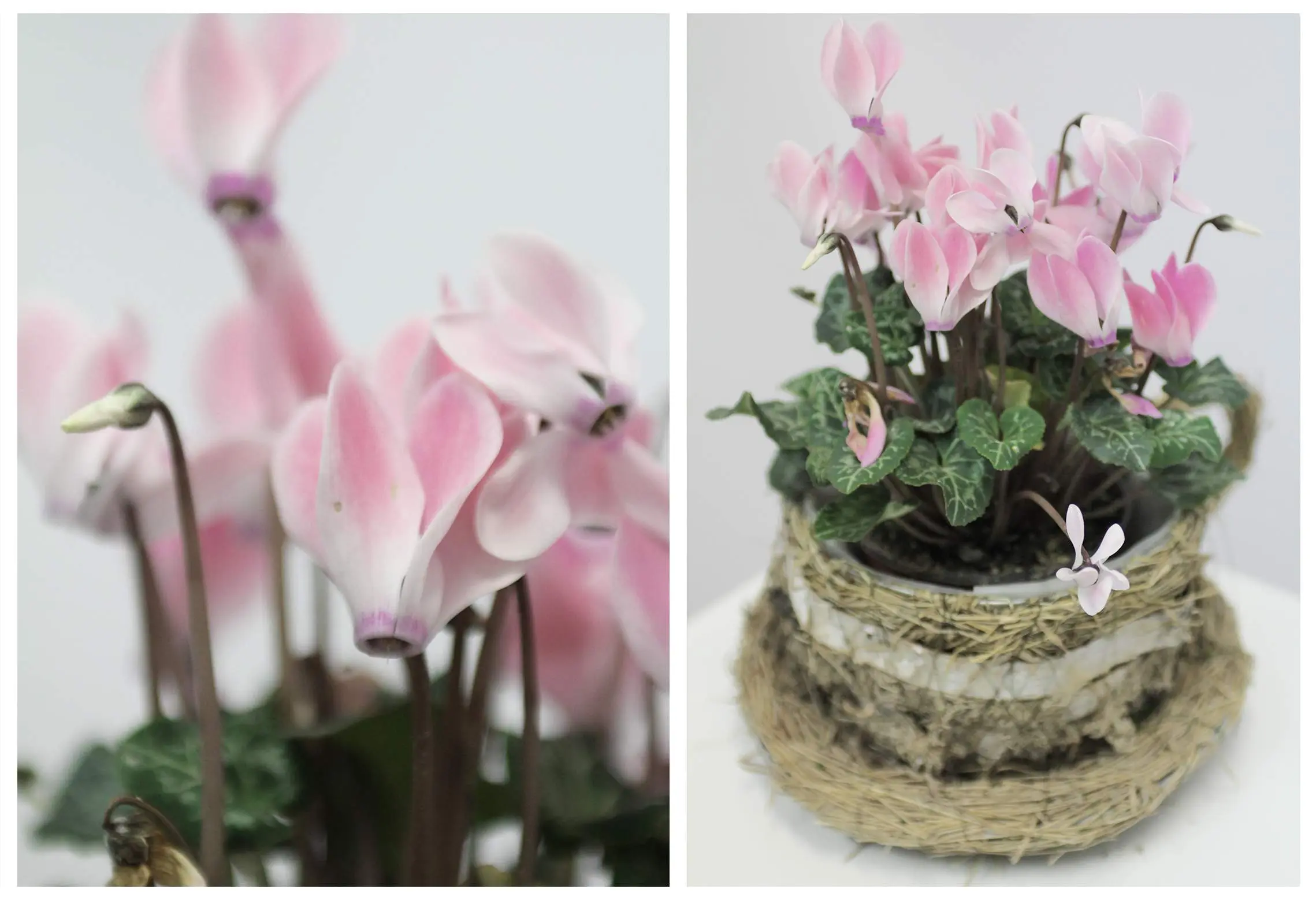 Декоративно цветущие растения