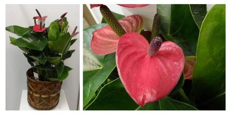 Антуриум Андрианум Пёпл Хеарт Д17 Н65