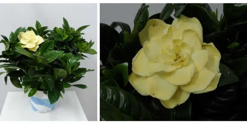 Гардения Д12