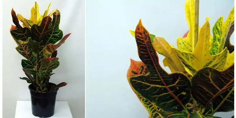 Кодиеум Экселент Д19 Н75